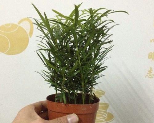 罗汉松水培与土培哪种更适合？优缺点对比分析？