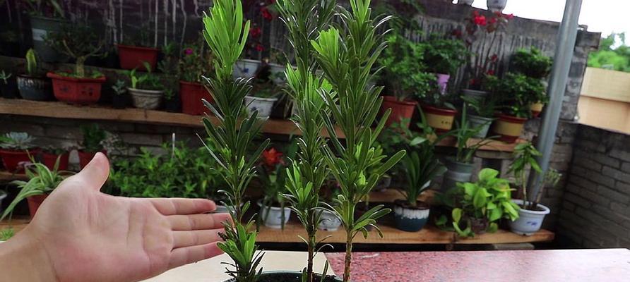 罗汉松喜欢阳光吗？如何正确养护罗汉松？