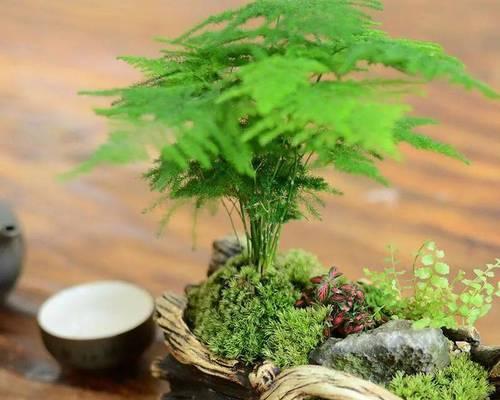 罗汉松喜阴还是喜阳？如何正确养护罗汉松？