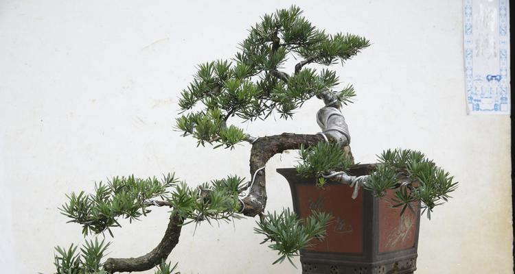 罗汉松喜阴还是喜阳？如何正确养护罗汉松？