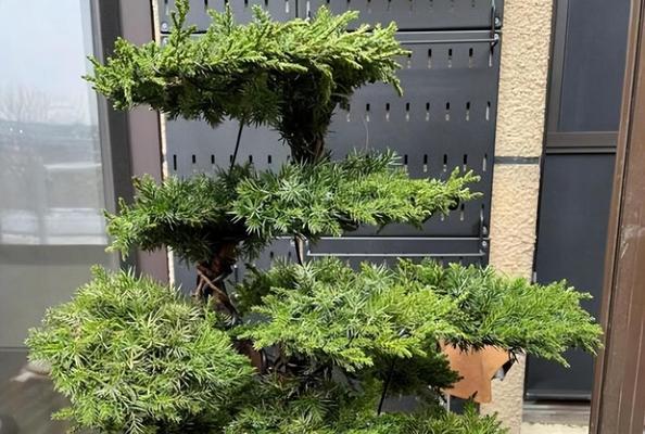 罗汉松夏天浇水方法是什么？如何正确进行夏季养护？