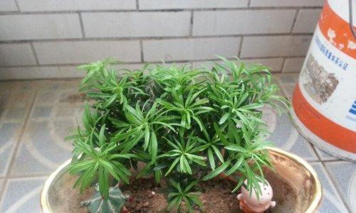 罗汉松夏天浇水方法是什么？如何正确进行夏季养护？