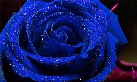 蓝玫瑰花语是什么？蓝色玫瑰代表的含义有哪些？