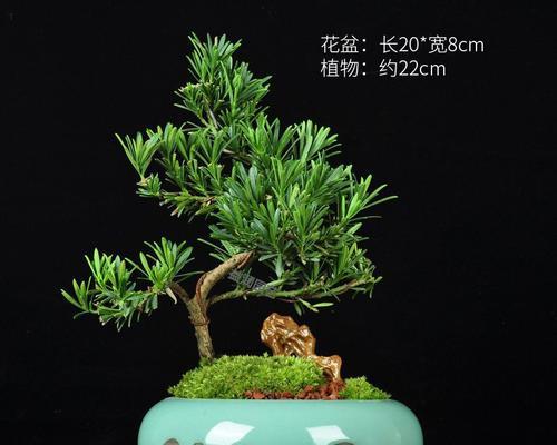 罗汉松小盆栽怎么养殖？需要注意哪些常见问题？