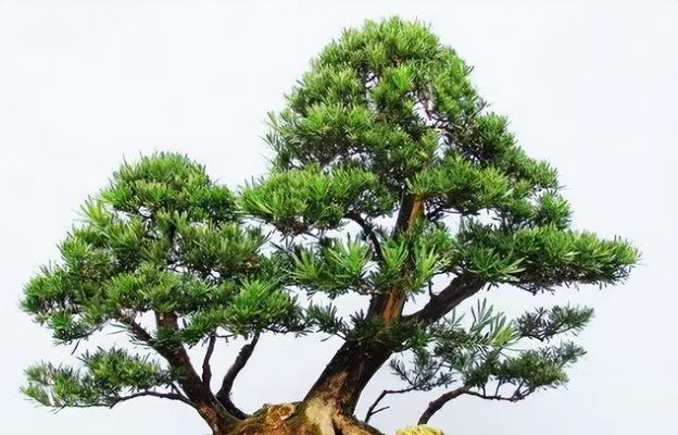 罗汉松小盆栽怎么养殖？需要注意哪些常见问题？