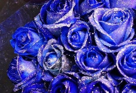 蓝玫瑰花语代表什么含义？如何正确解读蓝玫瑰的花语？
