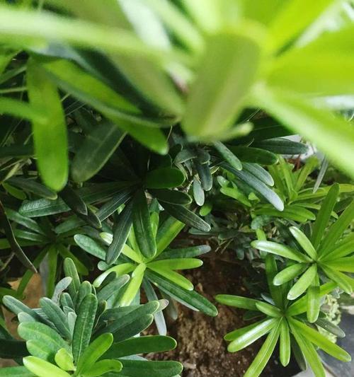 罗汉松的浇水频率是多少？如何正确浇水以保持其健康生长？