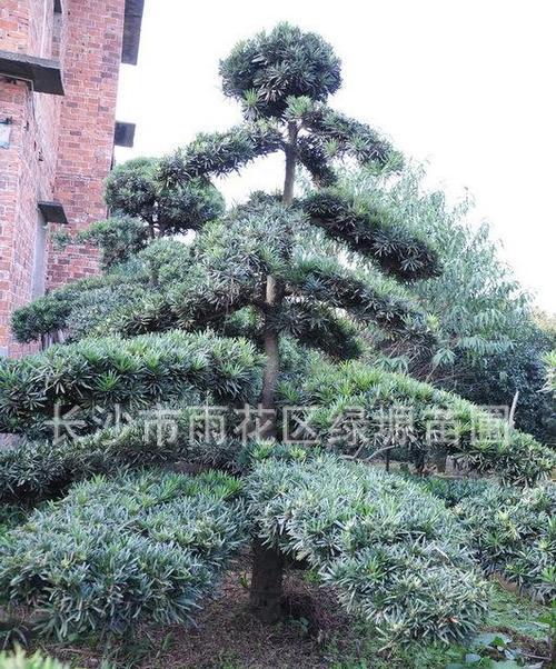 罗汉松一年能长多高？每年增长多少公分？