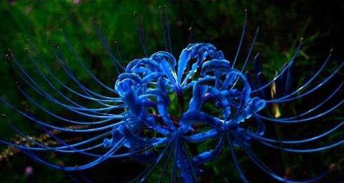 蓝色彼岸花代表什么？花语含义有哪些？