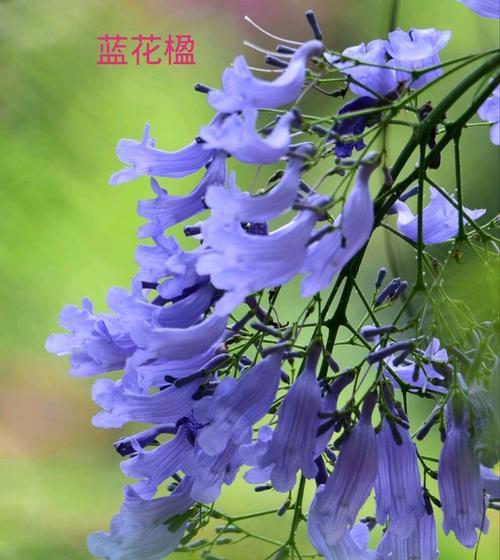 蓝色彼岸花代表什么？花语含义有哪些？