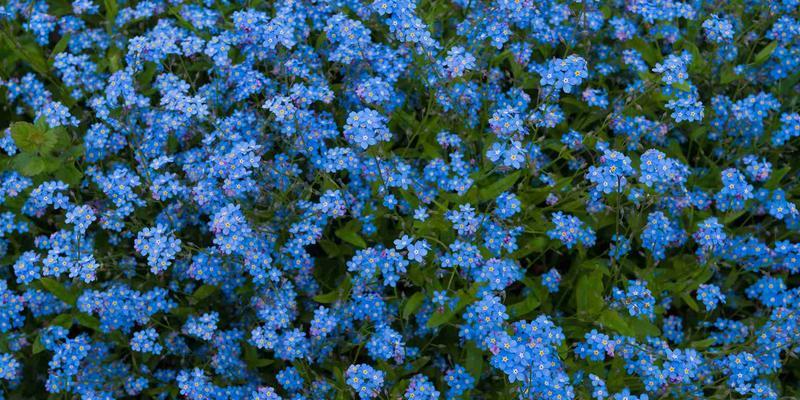 蓝色彼岸花代表什么？花语含义有哪些？