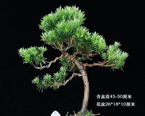罗汉松用什么盆好？如何选择适合的盆栽容器？