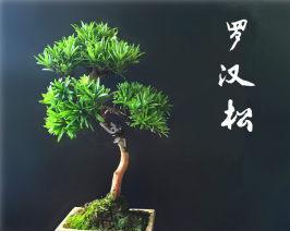 罗汉松用什么盆好？如何选择适合的盆栽容器？