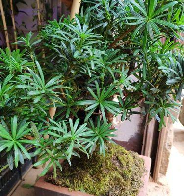 罗汉松用什么盆好？如何选择适合的盆栽容器？