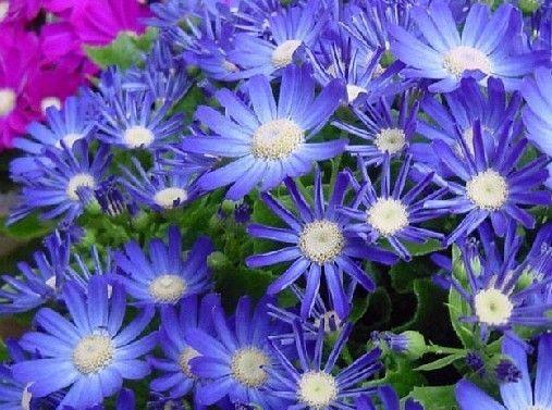 蓝色雏菊代表什么？花语和寓意有哪些？