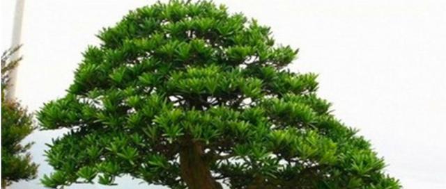 罗汉松用什么土最好？如何为罗汉松选择合适的土壤？