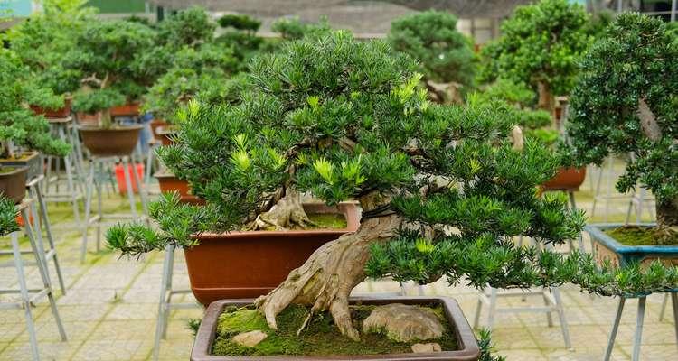 罗汉松用什么土最好？如何为罗汉松选择合适的土壤？
