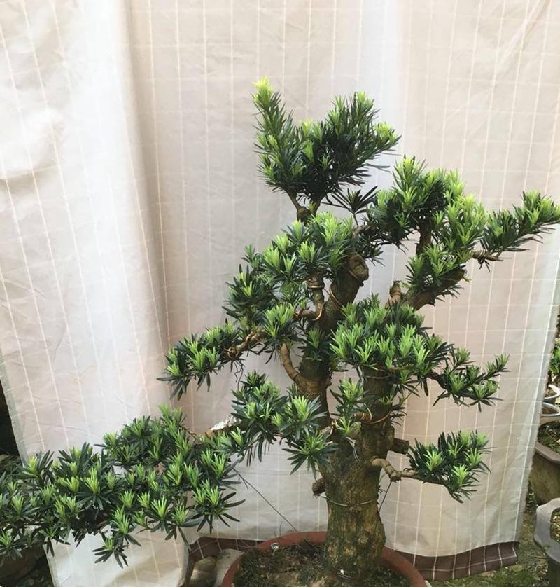 罗汉松有毒吗？室内养护需要注意什么？