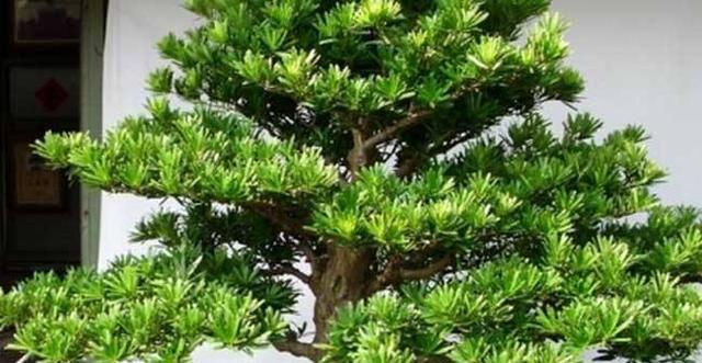 罗汉松有毒吗？能在家里安全养护吗？