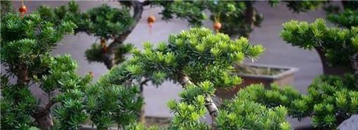 罗汉松繁殖方法有哪些？繁殖过程中需要注意什么？