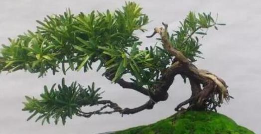 罗汉松浇水方法是什么？多久浇一次水合适？