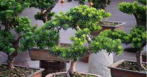 罗汉松浇水方法是什么？多久浇一次水合适？