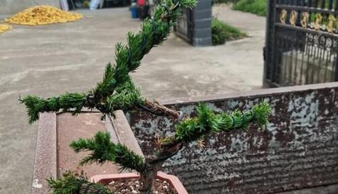 罗汉松配土方法是什么？如何确保土壤适合罗汉松生长？