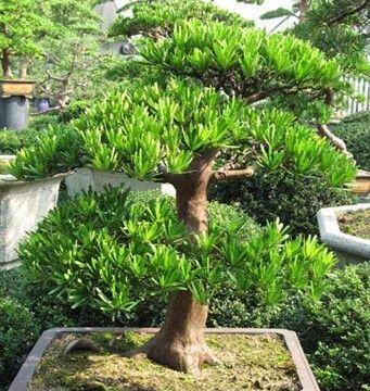 罗汉松配土方法是什么？如何确保土壤适合罗汉松生长？