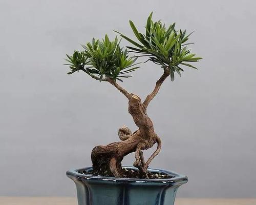 罗汉松配土方法是什么？如何确保土壤适合罗汉松生长？