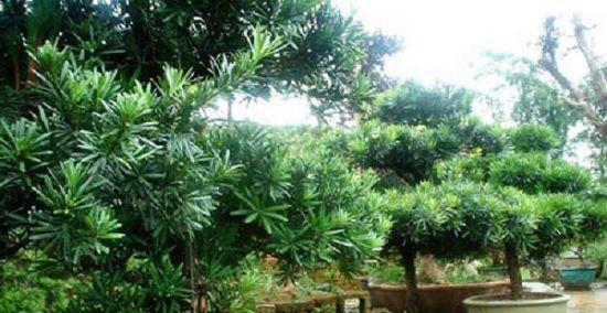 罗汉松种植的最佳时间和步骤是什么？