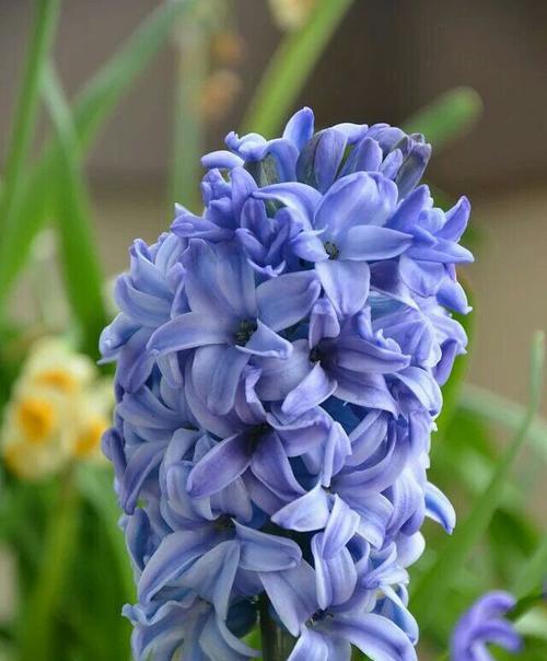 蓝色风信子代表什么含义？花语背后的秘密是什么？