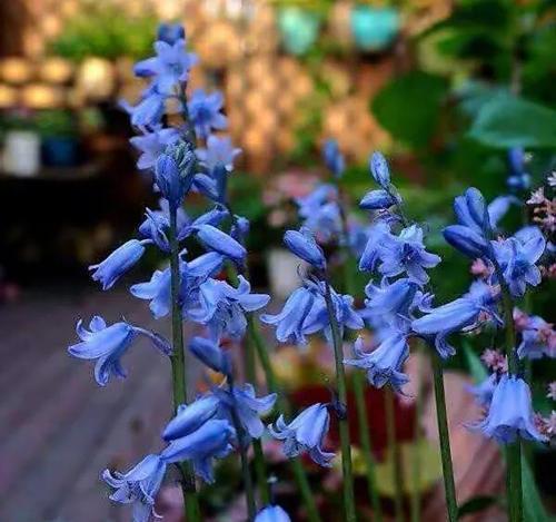 蓝色风信子花语有哪些含义？