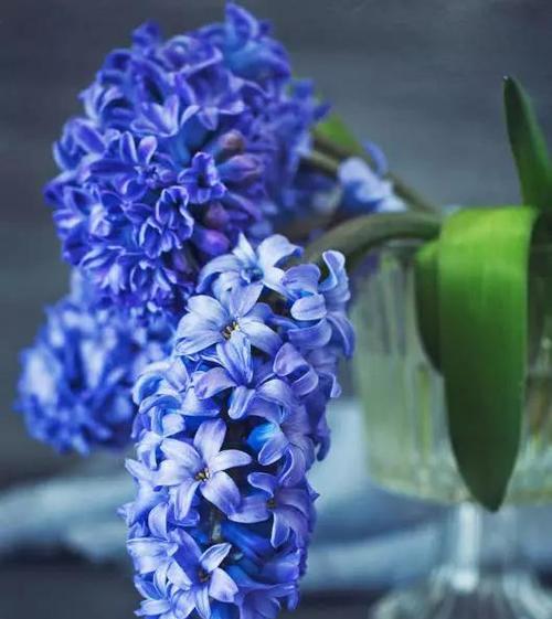 蓝色风信子花语有哪些含义？