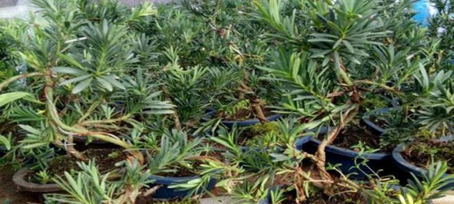 罗汉松种子发芽需要多长时间？如何提高发芽率？