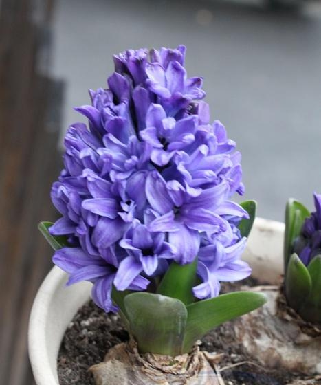 蓝色风信子花语是什么？如何正确解读其含义？