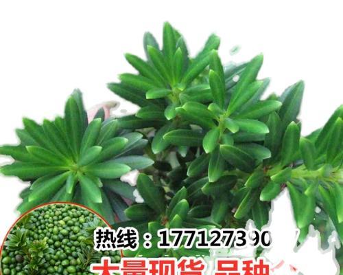 罗汉松种子播种的最佳时间是什么时候？播种后需要注意哪些问题？