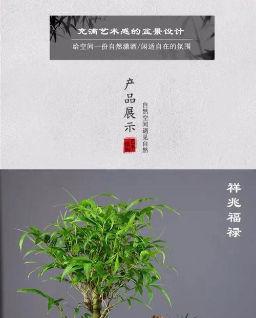 罗汉竹养殖需要注意什么？如何正确养殖罗汉竹？