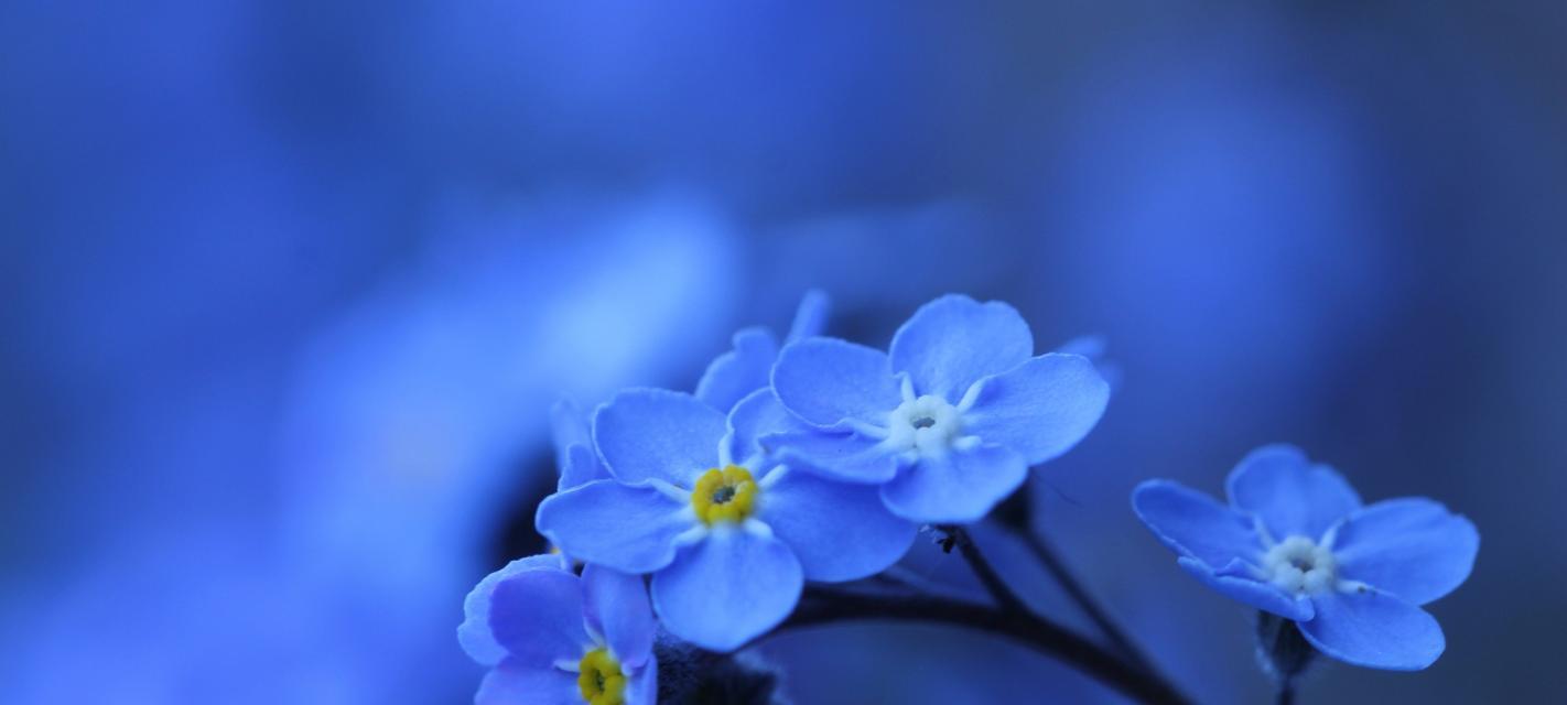 蓝色马蹄莲花语是什么？它的象征意义有哪些？
