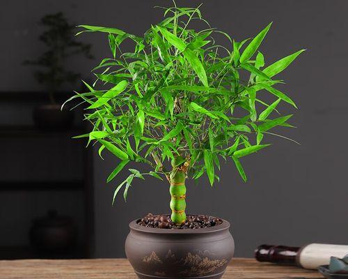 罗汉竹摆放的最佳位置是什么？如何根据风水选择罗汉竹的摆放位置？