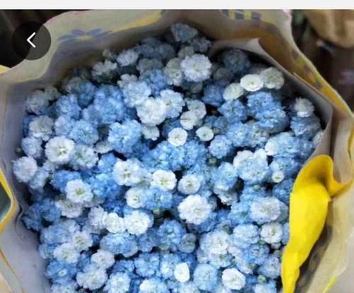 蓝色满天星代表什么含义？它的花语有哪些？