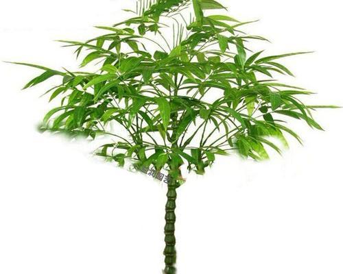 罗汉竹的生长环境条件是什么？有哪些独特生长特点？