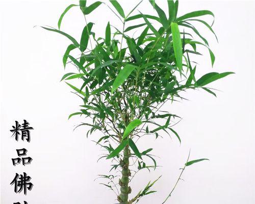 罗汉竹适合在室内养吗？室内养护罗汉竹的注意事项是什么？