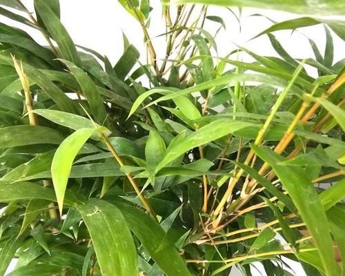 罗汉竹适合在室内养吗？室内养护罗汉竹的注意事项是什么？
