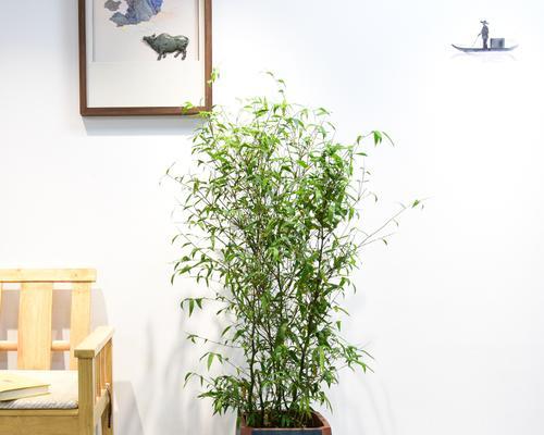 罗汉竹盆栽选盆技巧？哪种盆更适合罗汉竹生长？