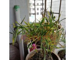 罗汉竹有种子吗？如何繁殖罗汉竹？
