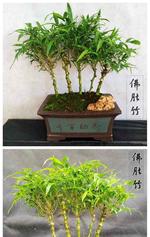 罗汉竹修剪方法是什么？如何正确修剪罗汉竹？