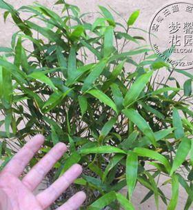 罗汉竹修剪方法是什么？如何正确修剪罗汉竹？