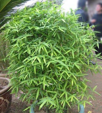 罗汉竹养殖出肚子的秘诀是什么？如何正确养护以促进其生长？