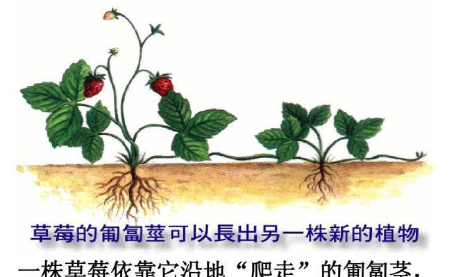 罗勒打顶的最佳时间是什么时候？具体步骤有哪些？
