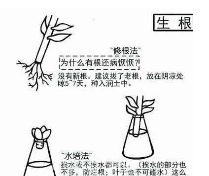 罗勒打顶的最佳时间是什么时候？具体步骤有哪些？
